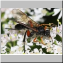 Phaenolobus terebrator - Schlupfwespe w02b 15mm - Sandgrube Niedringhaussee det06.jpg